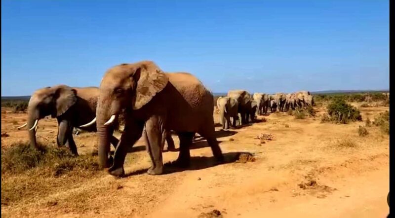 Port Elizabeth: 3-Day Garden Route via Addo Elephant Park - Final Thoughts