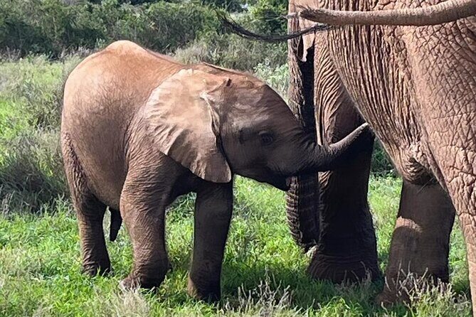 Port Elizabeth Addo Elephant National Park All Inclusive Safari - Why This Safari Stands Out