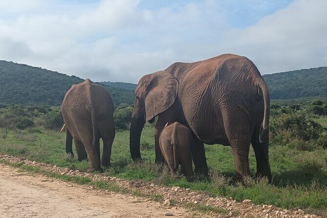 Port Elizabeth Addo Elephant National Park All Inclusive Safari - FAQs