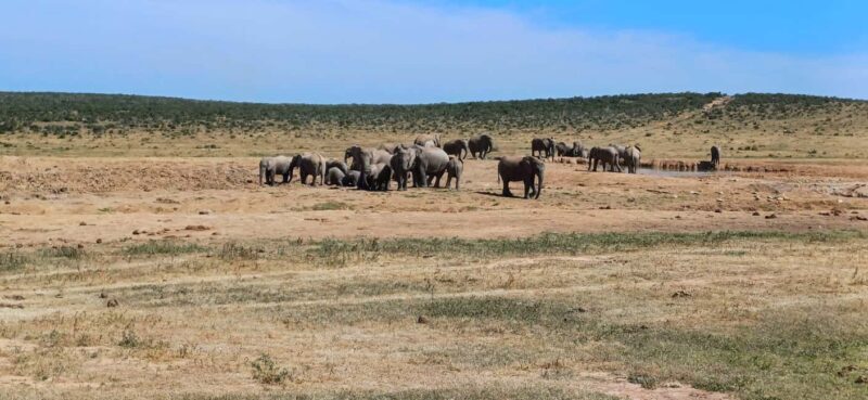 Port Elizabeth: Addo Elephant National Park Safari Tour - Key Points