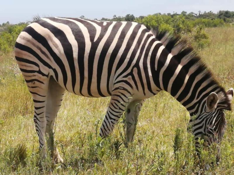 Port Elizabeth: Addo Elephant National Park Safari Tour - Discovering Addo Elephant National Park from Port Elizabeth