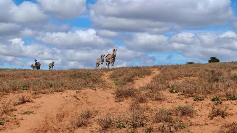Port Elizabeth: Addo Elephant National Park Safari Tour - Who Should Consider This Tour?