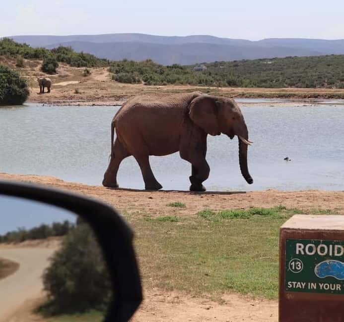 Port Elizabeth Addo elephant national park tour - Key Points