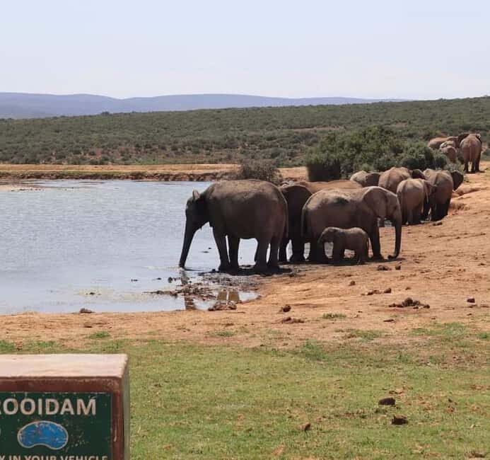 Port Elizabeth Addo elephant national park tour - An In-Depth Look at the Addo Elephant National Park Tour