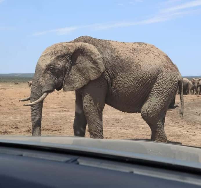 Port Elizabeth Addo elephant national park tour - Is This Tour Worth It?