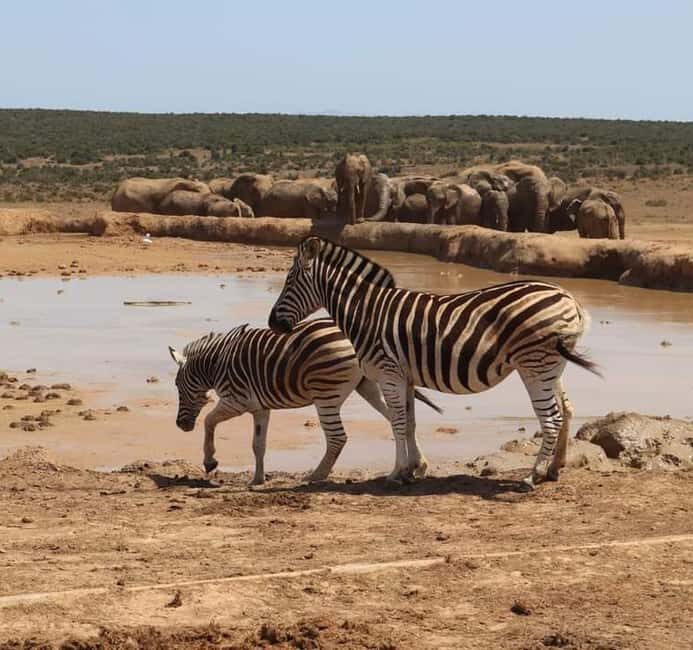 Port Elizabeth Addo elephant national park tour - Who Should Consider This Tour?