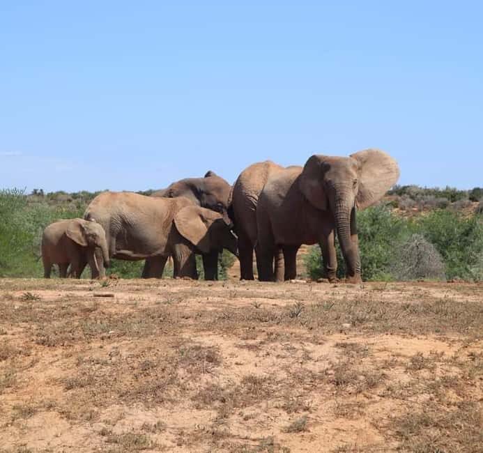 Port Elizabeth Addo elephant national park tour - Frequently Asked Questions