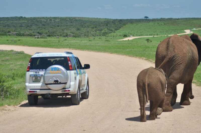 Port Elizabeth: Addo Elephant Park Full-Day Safari - Key Points