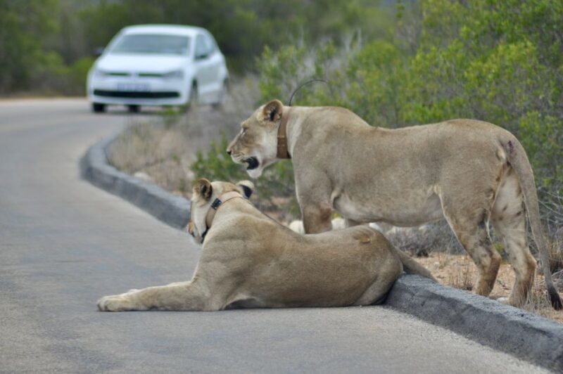 Port Elizabeth: Addo Elephant Park Full-Day Safari - What to Expect from the Addo Elephant Park Full-Day Safari