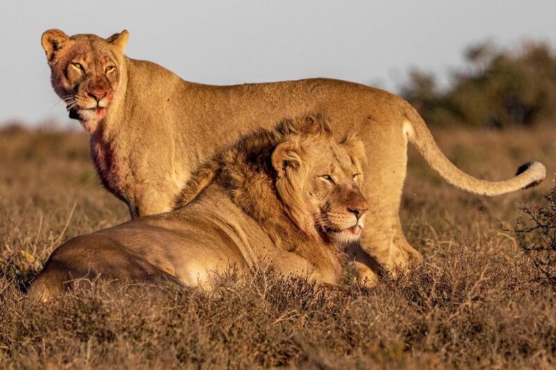 Port Elizabeth: Addo Elephant Park Full-Day Safari - The Role of Guides: Knowledge and Passion
