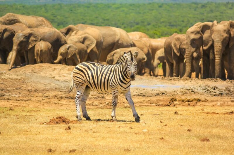 Port Elizabeth: Addo Elephant Park Full-Day Safari - Transportation and Group Size