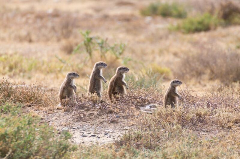 Port Elizabeth: Addo Elephant Park Full-Day Safari - Best Times to Go and Packing Tips