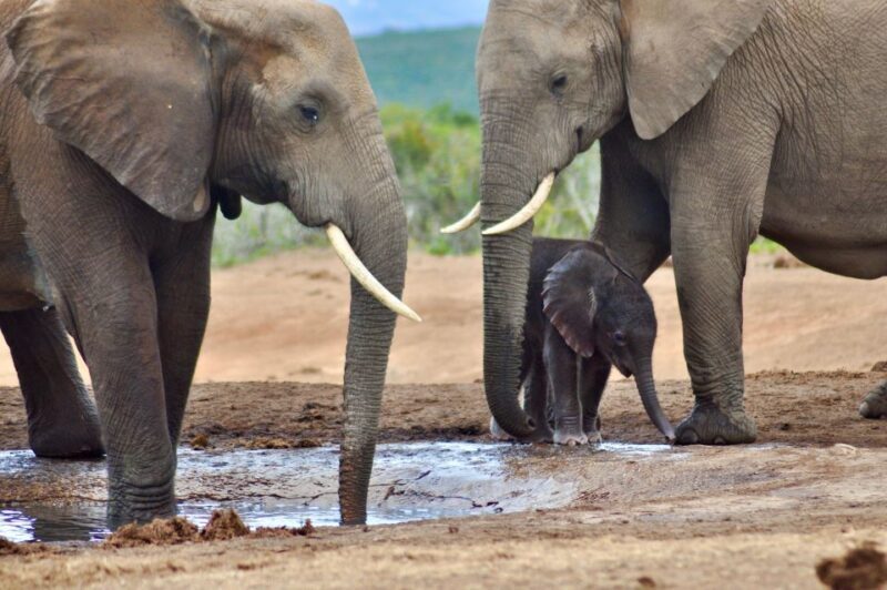 Port Elizabeth: Addo Elephant Park Full-Day Safari - FAQs