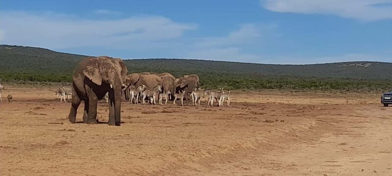 Port Elizabeth: Addo Elephant Park Shore Excursion & Safari - Key Points