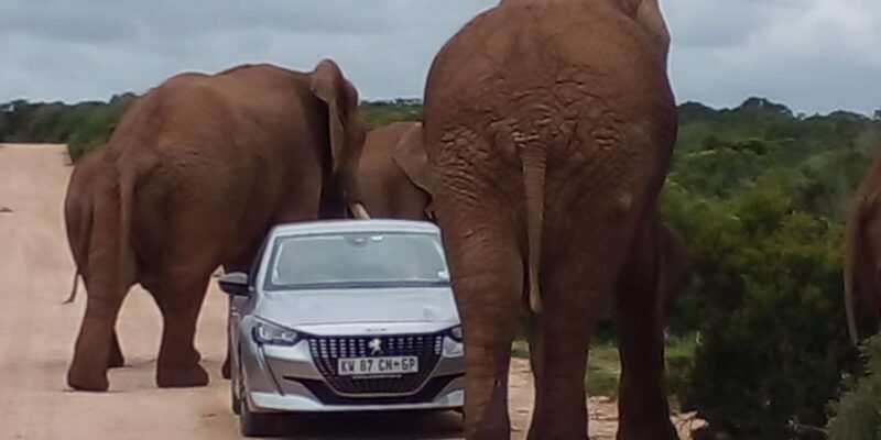 Port Elizabeth: Addo Elephant Park Shore Excursion & Safari - An In-Depth Look at the Addo Elephant National Park Safari