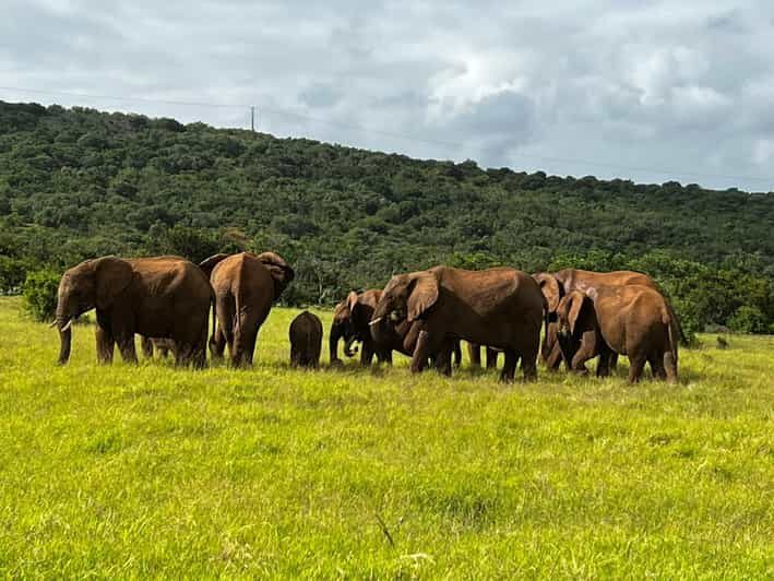 Port Elizabeth: Addo Elephant Park Shore Excursion & Safari - Who Will Love This Experience?