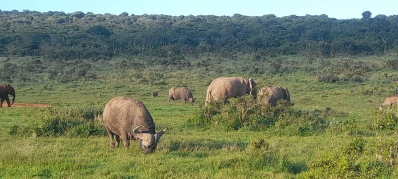 Port Elizabeth: Addo Elephant Park Shore Excursion & Safari - Frequently Asked Questions (FAQs)