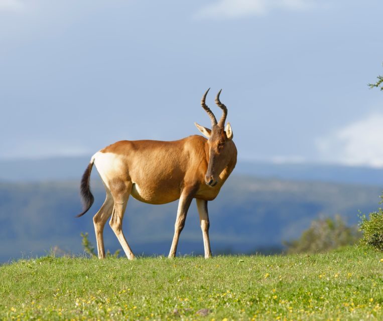 Port Elizabeth: Addo Elephant Park Shore Excursion with BBQ - Pricing & Value