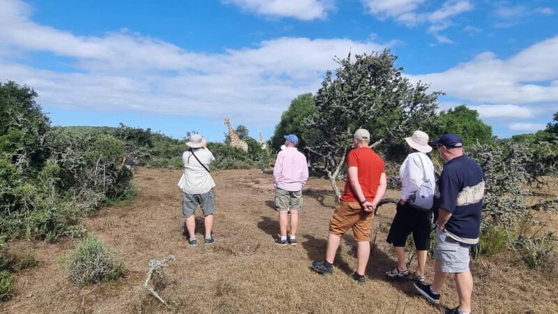 Port Elizabeth: Addo Park Safari with Giraffe Walk and Lunch - Exploring the Addo Elephant National Park: A Wildlife Wonderland