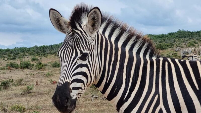 Port Elizabeth: Addo Park Safari with Giraffe Walk and Lunch - The Safari Experience: What You’ll See and Feel