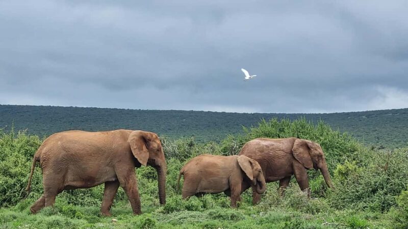 Port Elizabeth: Addo Park Safari with Giraffe Walk and Lunch - Final Thoughts