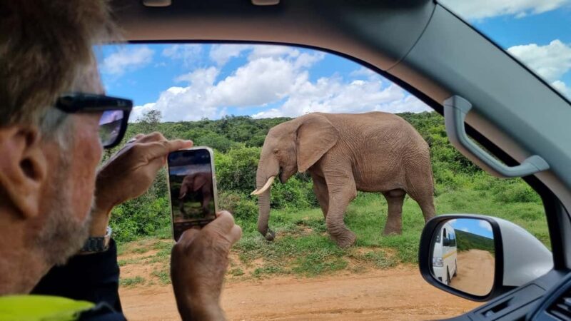 Port Elizabeth: Addo Park Safari with Giraffe Walk and Lunch - FAQ
