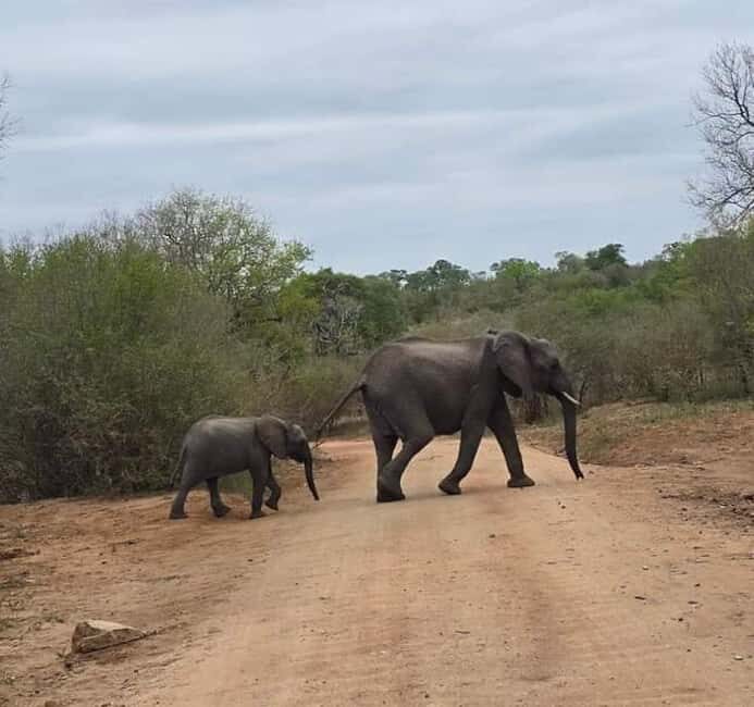 Port Elizabeth: Double Safari and city tour - Key Points