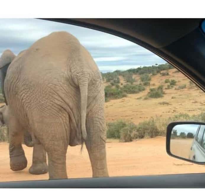 Port Elizabeth: Double Safari and city tour - An In-Depth Look at the Tour Experience
