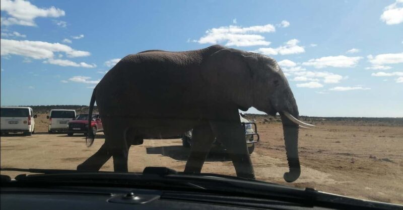 Port Elizabeth : Full-Day Addo Elephant Park Wildlife Tour - Key Points