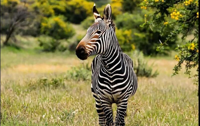 Port Elizabeth : Full-Day Addo Elephant Park Wildlife Tour - Exploring Addo Elephant National Park: What to Expect
