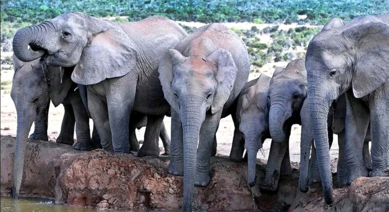 Port Elizabeth : Full-Day Addo Elephant Park Wildlife Tour - The Sum Up