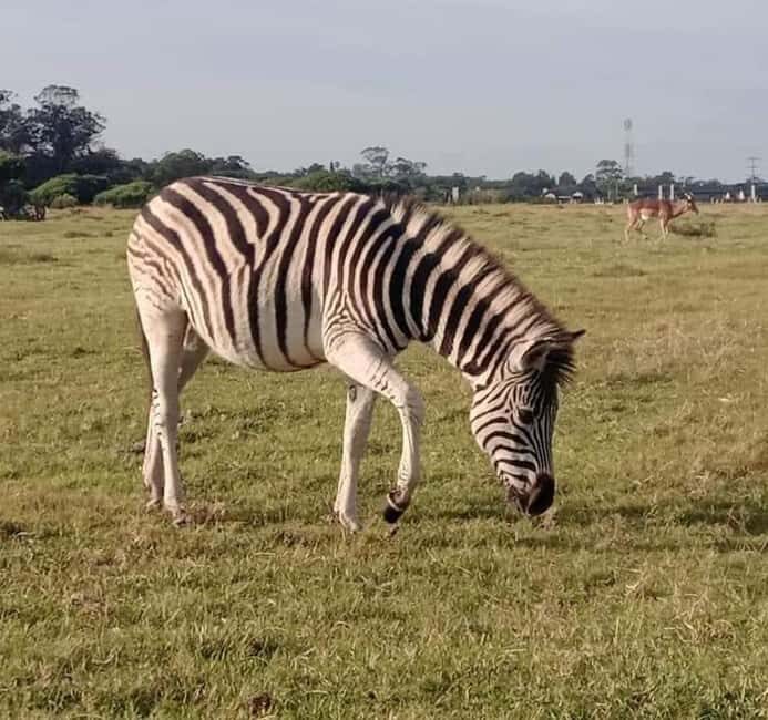 Port Elizabeth: Kragga Kamma Game Park and City Tour - How This Tour Offers Value