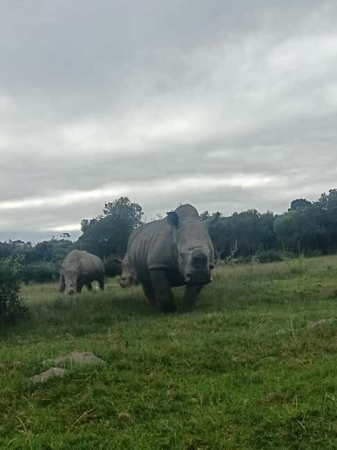 Port Elizabeth: Kragga Kamma Game Park Guided Tour - Key Points