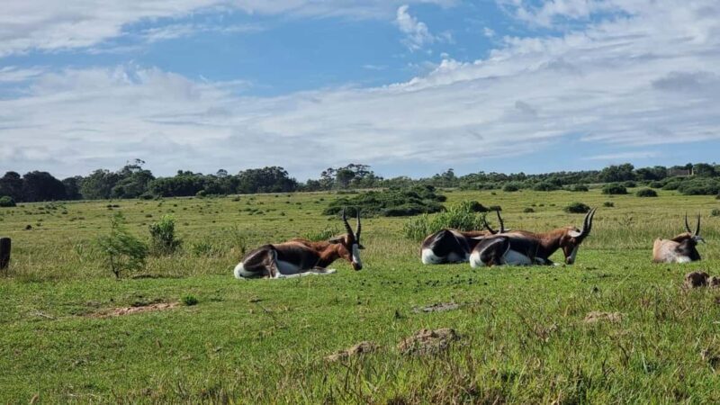 Port Elizabeth: Kragga Kamma Game Park Guided Tour - Final Thoughts