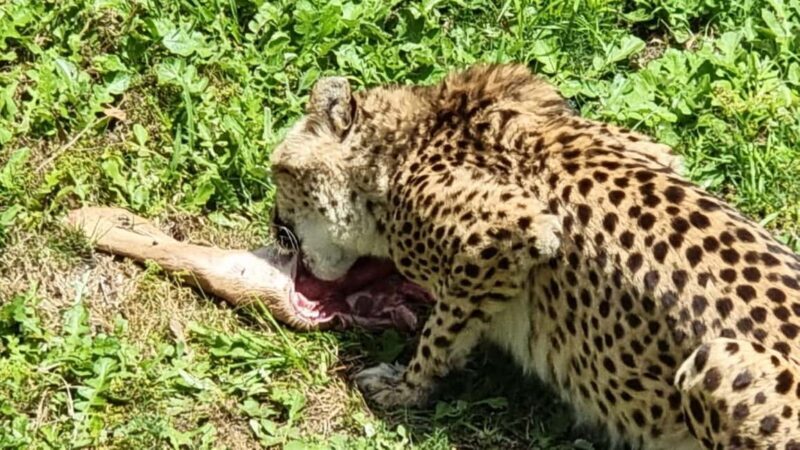 Port Elizabeth: Kragga Kamma Game Park Guided Tour - FAQ