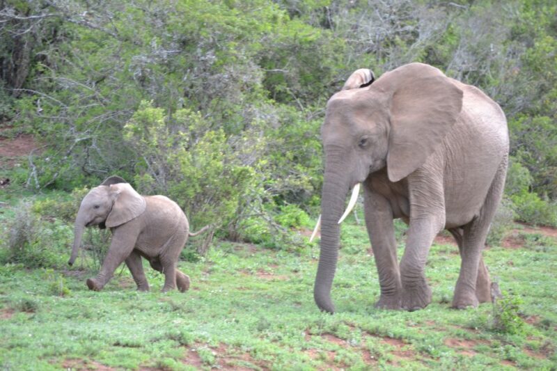 Port Elizabeth: Schotia Game Reserve Safari with Port Pickup - The Experience: What to Expect