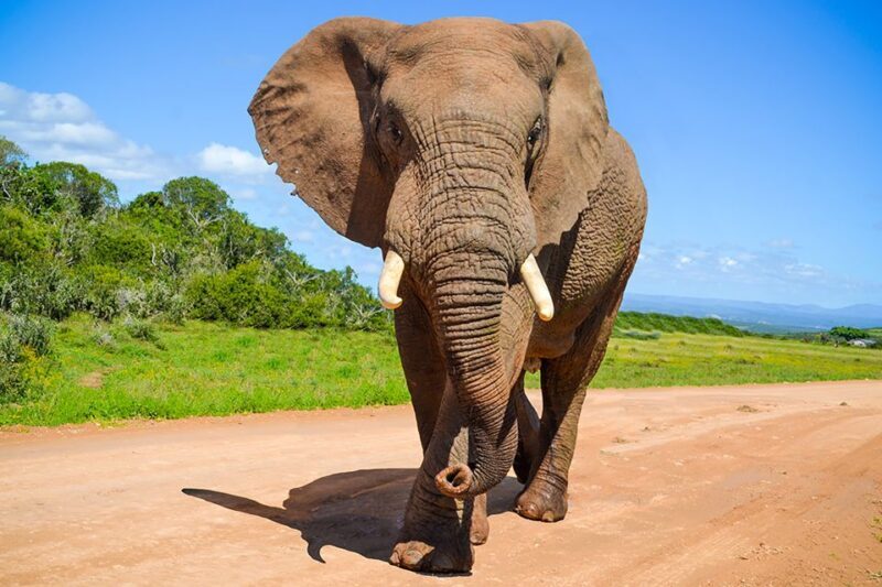 Port Elizabeth: Schotia Game Reserve Safari with Port Pickup - Who Will Love This Tour?
