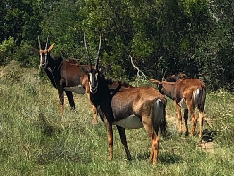 Port Elizabeth: Schotia Game Reserve Safari with Port Pickup - FAQs