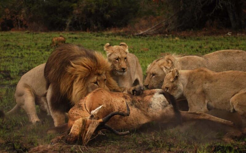 Port Elizabeth: Schotia Safaris Game Reserve Safari - Key Points