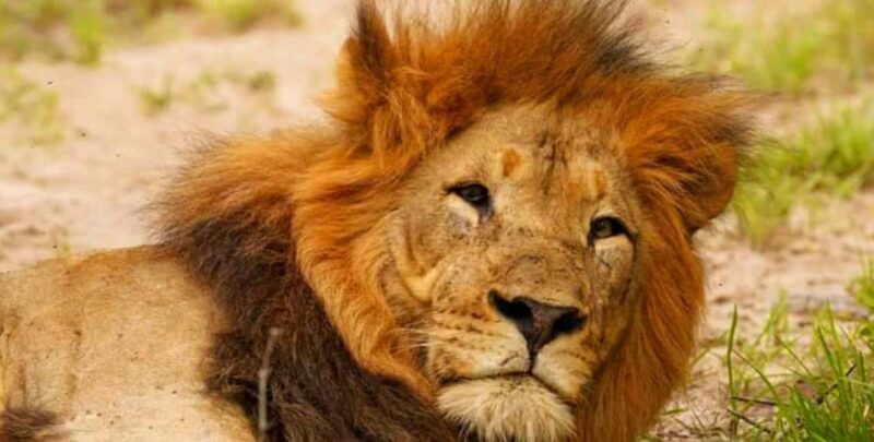 Port Elizabeth: Schotia Safaris Game Reserve Safari - Discovering the Game Reserve