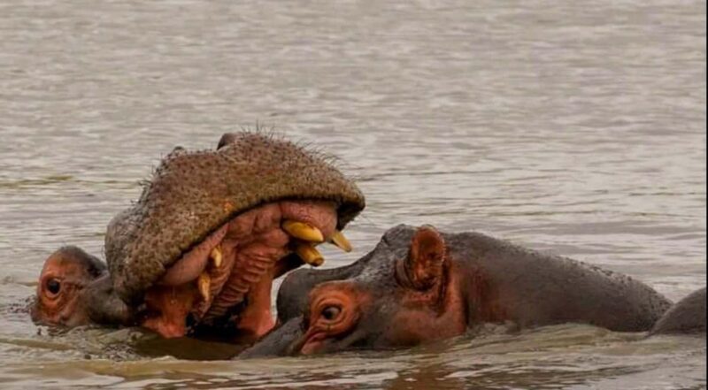 Port Elizabeth: Schotia Safaris Game Reserve Safari - The Wildlife Encounters