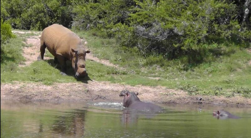 Port Elizabeth: Schotia Safaris Game Reserve Safari - Refreshments and Comfort