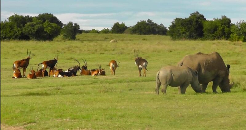 Port Elizabeth: Schotia Safaris Game Reserve Safari - Who Will Love This Safari?