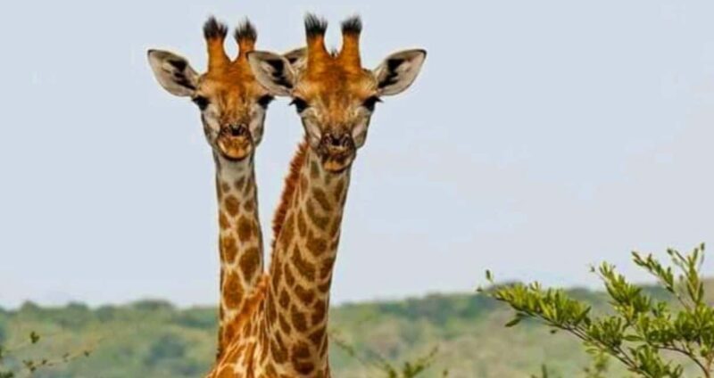 Port Elizabeth: Schotia Safaris Game Reserve Safari - The Sum Up