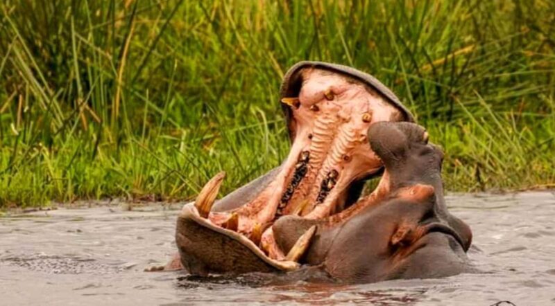 Port Elizabeth: Schotia Safaris Game Reserve Safari - FAQ