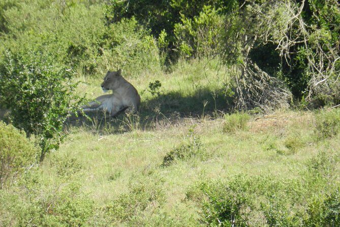 Port Elizabeth Shore Excursion: Addo Elephant Full Day Safari &"Braai"Lunch(BBQ) - An Overview of the Experience