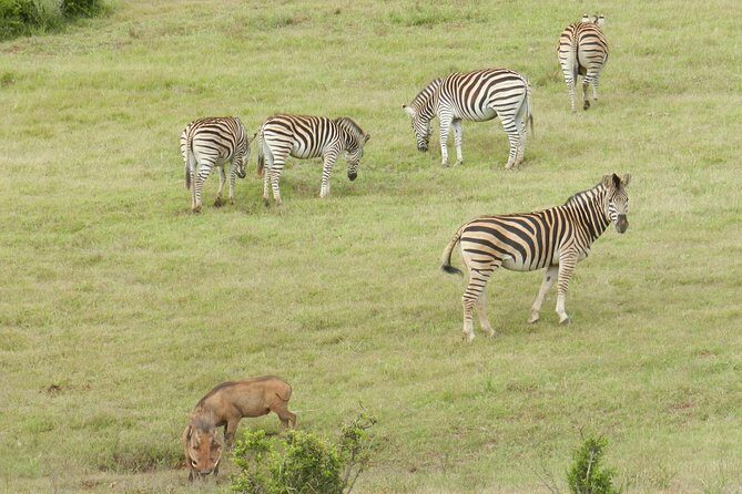 Port Elizabeth Shore Excursion: Addo Elephant Full Day Safari &"Braai"Lunch(BBQ) - Who Should Consider This Tour?