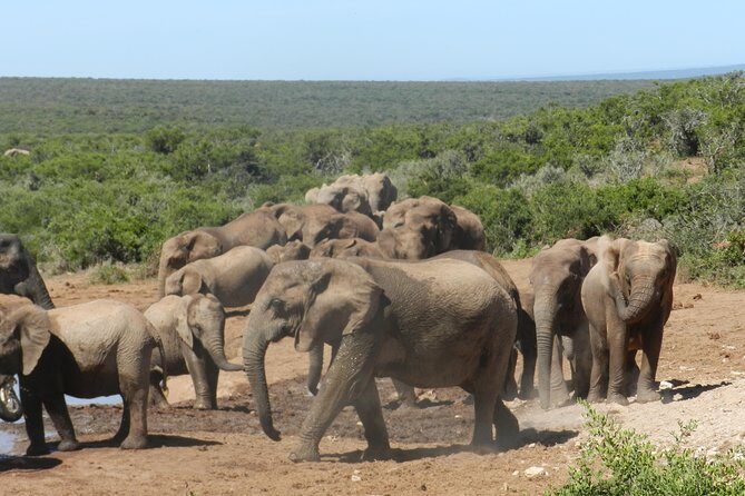 Port Elizabeth Shore Excursion: Addo Elephant Full Day Safari &"Braai"Lunch(BBQ) - Final Thoughts