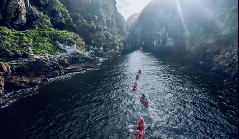 Port Elizabeth: Tsitsikama National Park full-day - Experience the Natural Beauty of Tsitsikamma: A Full-Day Tour from Port Elizabeth