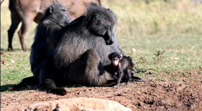 Port Elizabeth: Tsitsikama National Park full-day - Who Will Love This Tour?